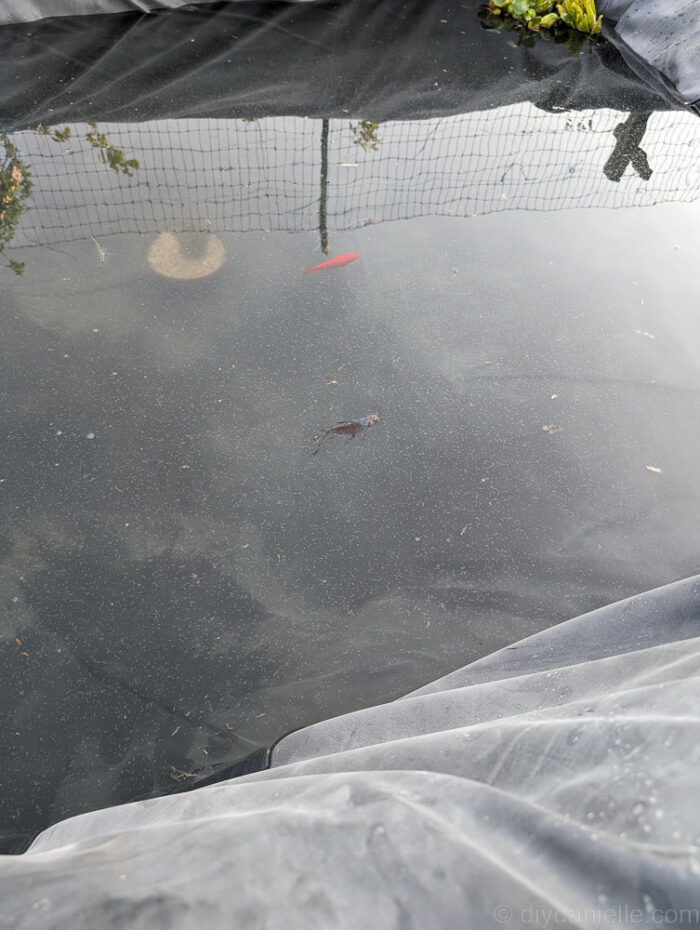 Introducing shubunkin fish to the new pond before full cycling, upgrading from temporary housing.