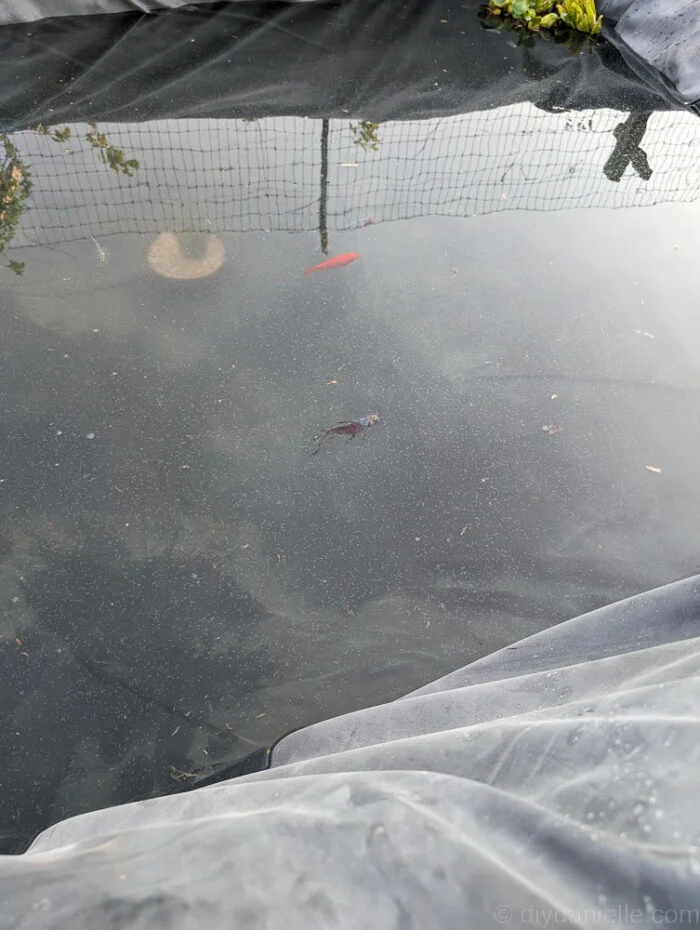 Introducing shubunkin fish to the new pond before full cycling, upgrading from temporary housing.