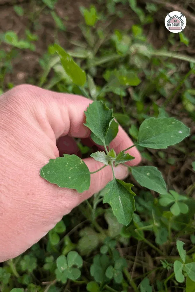 Lambs Quarters plant with green leaves and stems, growing tall in a garden bed, showing edible foliage.