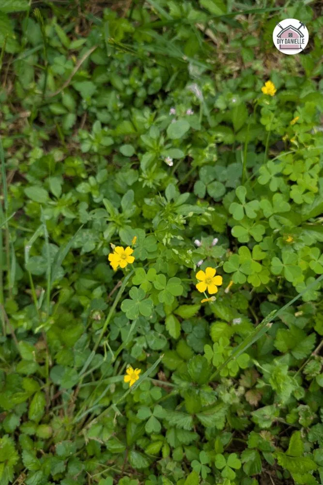 Close-up of Slender Yellow Wood Sorrel with heart-shaped leaves and small yellow flowers growing in well-drained soil.