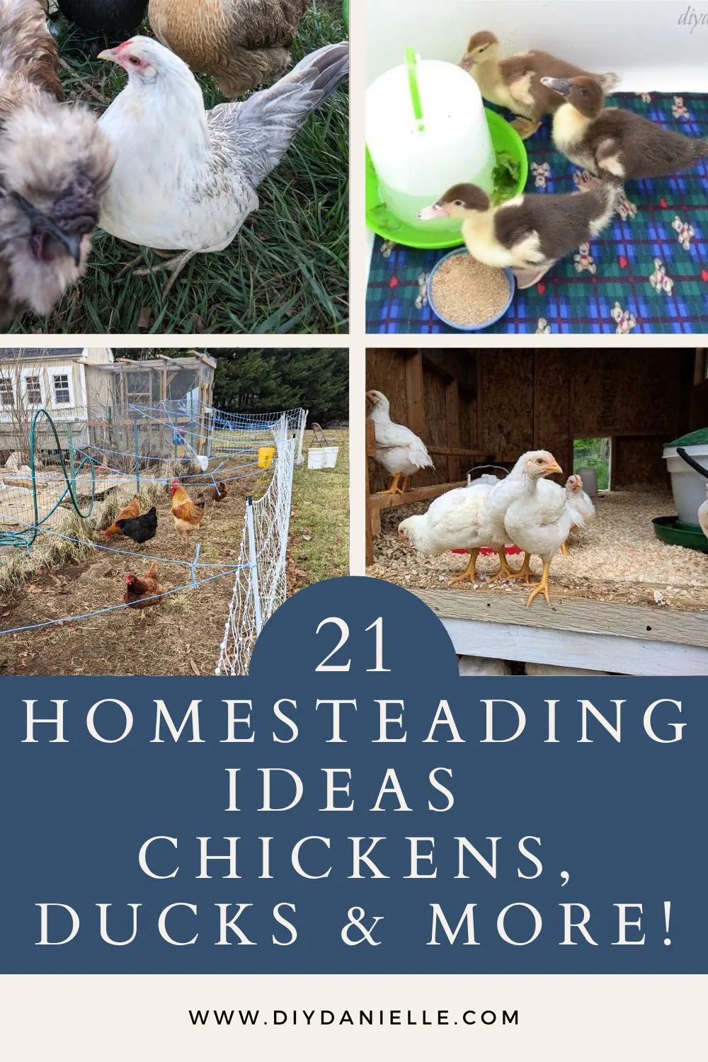 4 image collage homesteading ideas with text overlay