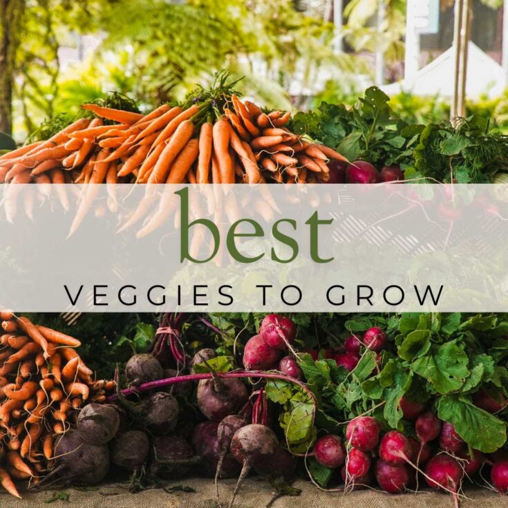 Image for Best Fall Vegetables to Grow in Your Garden