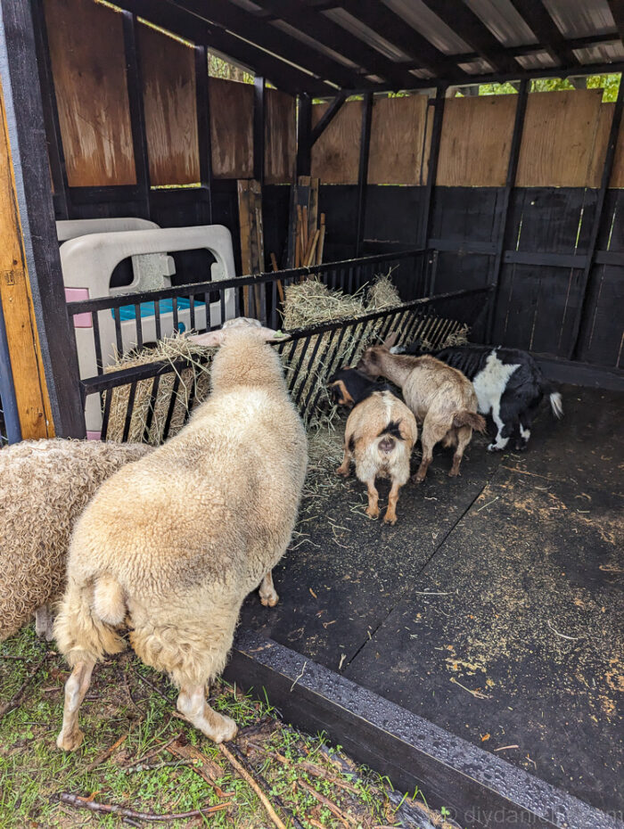  Interior of a run-in shed showing open space after removing a small divided section for easier cleaning.