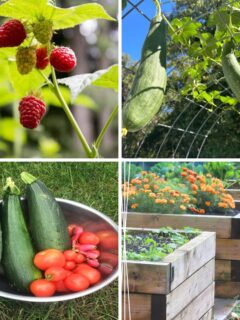 collage with 4 images homestead garden