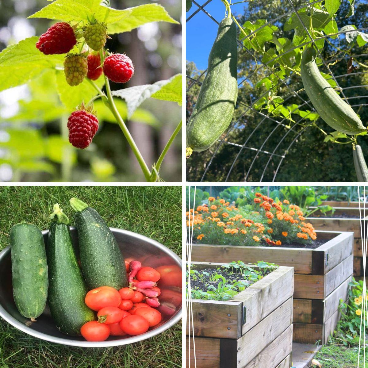4 image collage with garden ideas for the homestead