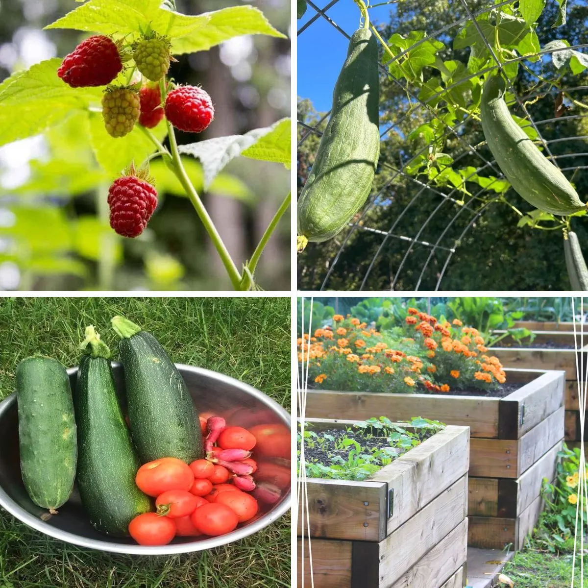 4 image collage with garden ideas for the homestead