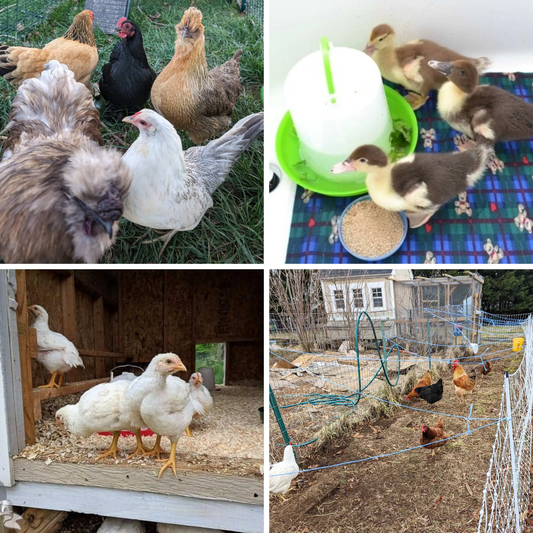 4 image collage with chickens and ducks