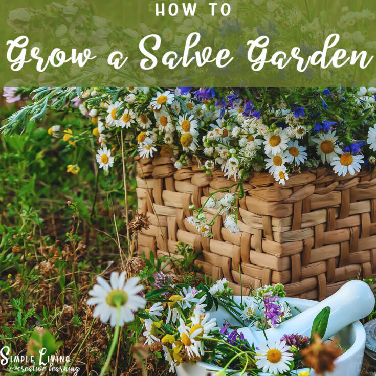 Image for How to Grow a Salve Garden