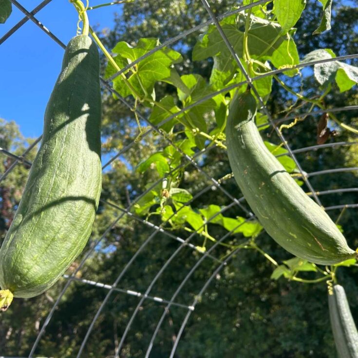 Image for How to Harvest Homegrown Luffa 