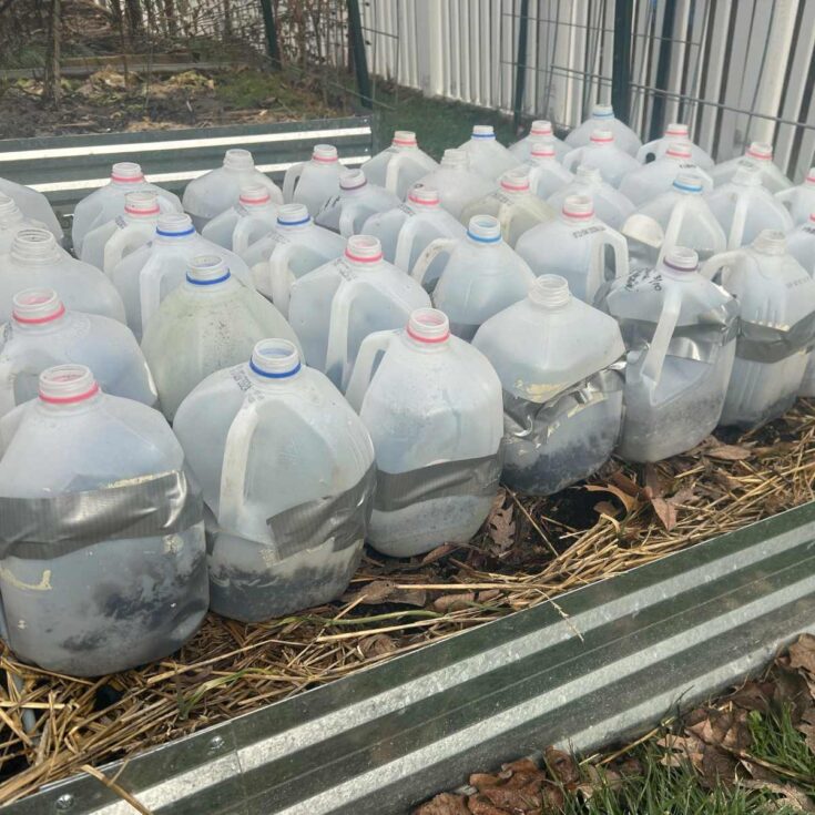 Image for Winter Sowing Seeds in Plastic Milk Jugs