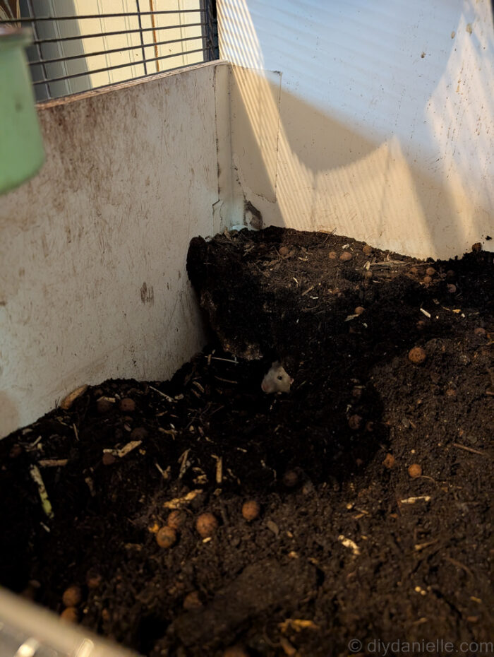 Small animal enclosures with soil at varying moisture levels, showing watering tips for snakes and rats.