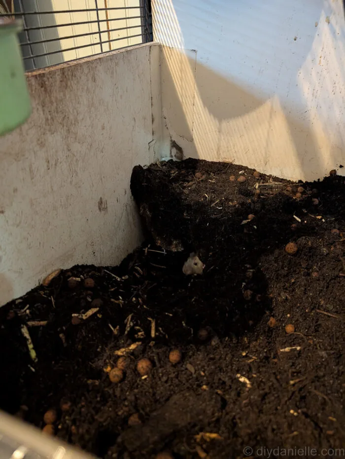 Small animal enclosures with soil at varying moisture levels, showing watering tips for snakes and rats.