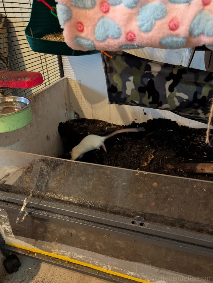 Bioactive base layer in a small animal enclosure showing long-lasting substrate beneath litter boxes.