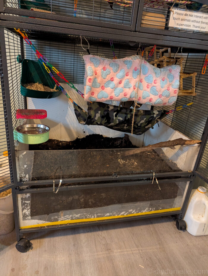 Rats digging tunnels near the clear acrylic front of their DIY enclosure.