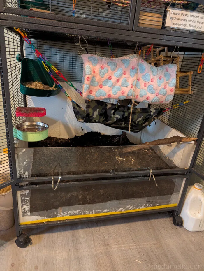 Rats digging tunnels near the clear acrylic front of their DIY enclosure.