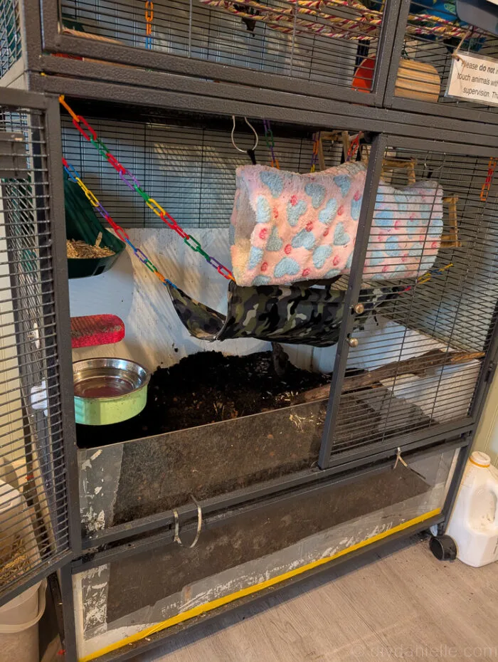 Rats digging in soil to find buried treats in their enclosure.