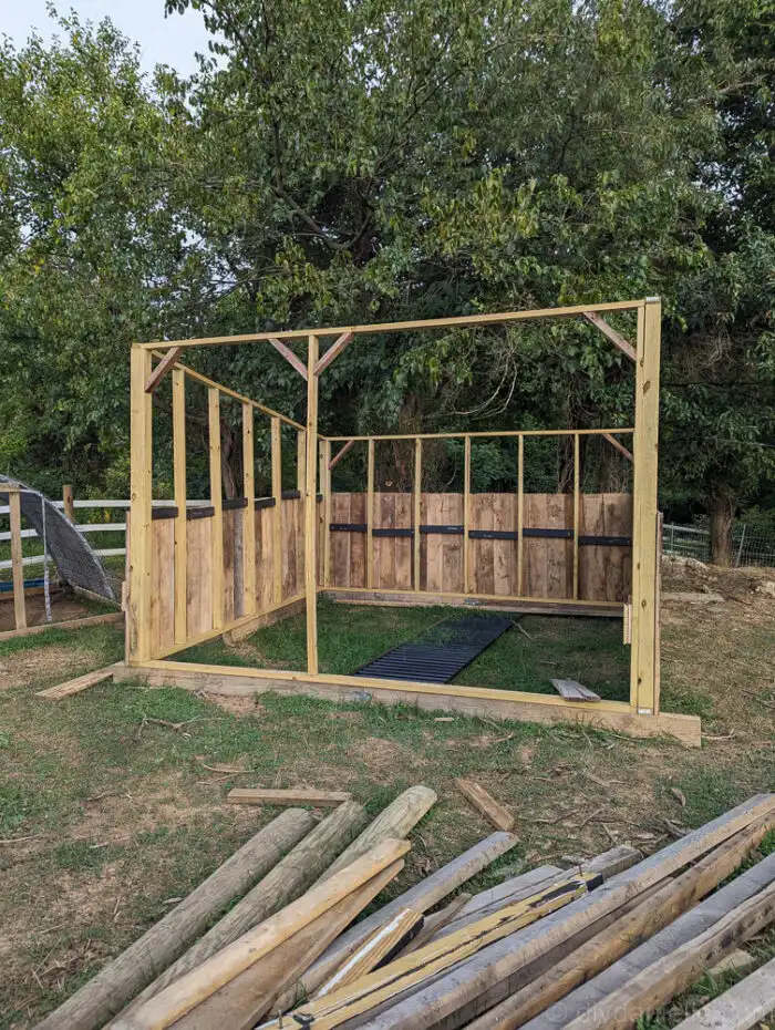 Interior view of a wooden run-in shed showing framed walls and open space for goats and sheep.