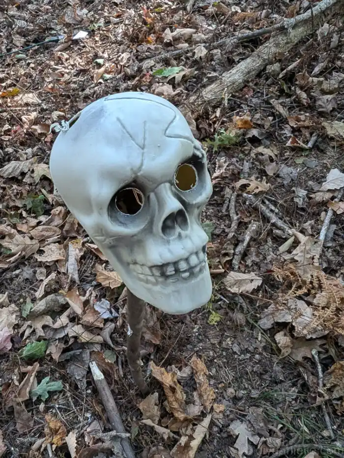 Unlit skull-on-a-stick Halloween decorations lining a yard in the afternoon sun.