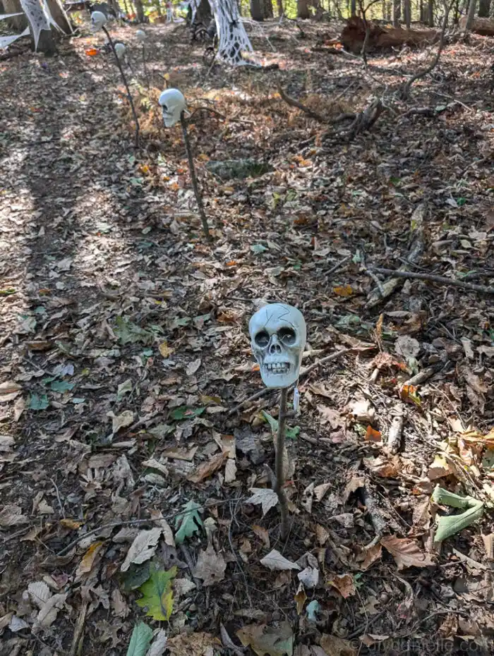 Plastic skull mounted on a stick along a Halloween trail during daylight.