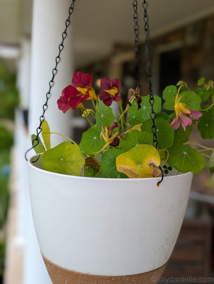 Close-up view of nasturtium plant growing in a DIY self-watering hanging planter.