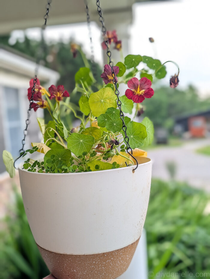 Close-up of a self-watering DIY hanging porch planter filled with blooming nasturtium.