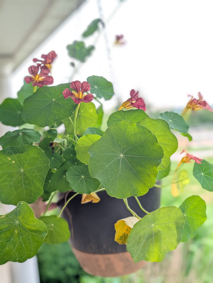 DIY porch planter filled with blooming nasturtium, attracting hummingbirds near a cozy hammock chair.