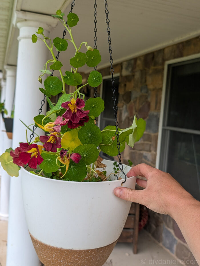 DIY hanging porch planter filled with vibrant flowers, mounted on a front porch with a reusable self-watering setup