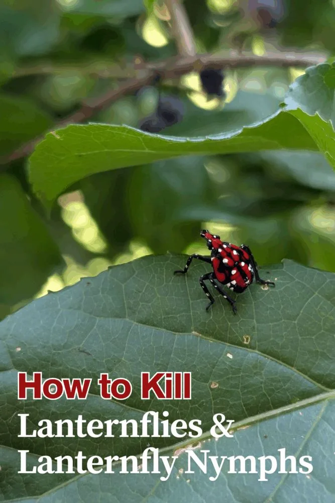 Graphic showing vacuuming lanternfly nymphs off plants as a natural garden pest control method.