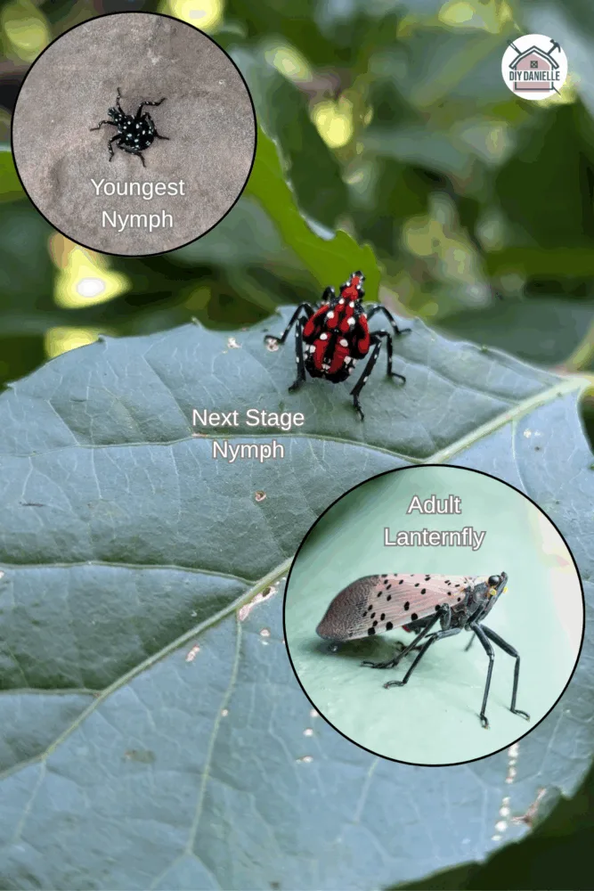 Close-up images of lanternfly nymphs and adults on garden plants, with tips for identifying and controlling this invasive pest.