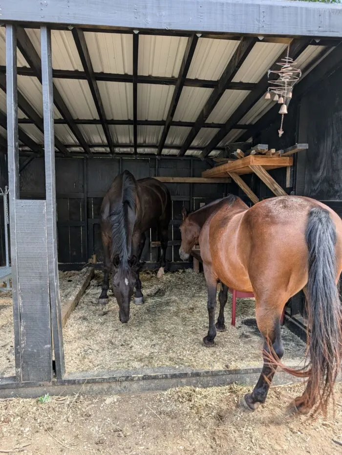 Horses standing inside a wooden run-in shed, enjoying shelter and shade.