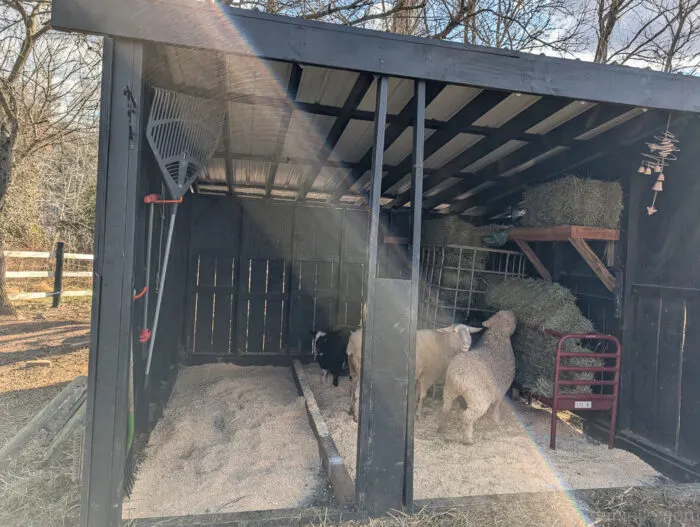 Close-up of the front gate and fencing of a livestock run attached to a wooden run-in shed.
