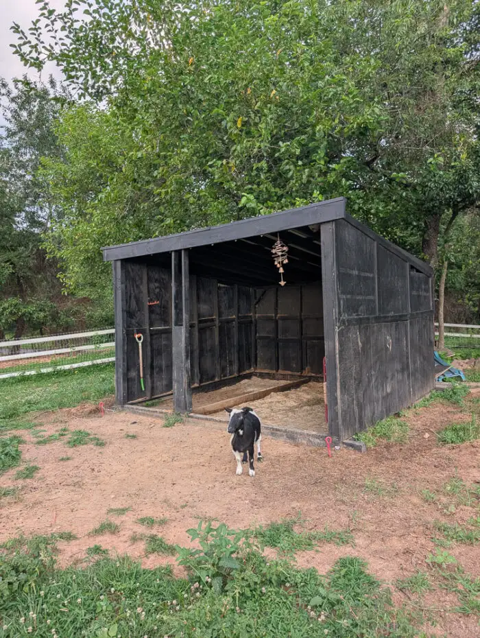Right side view of a fenced run attached to a wooden run-in shed for goats and sheep.