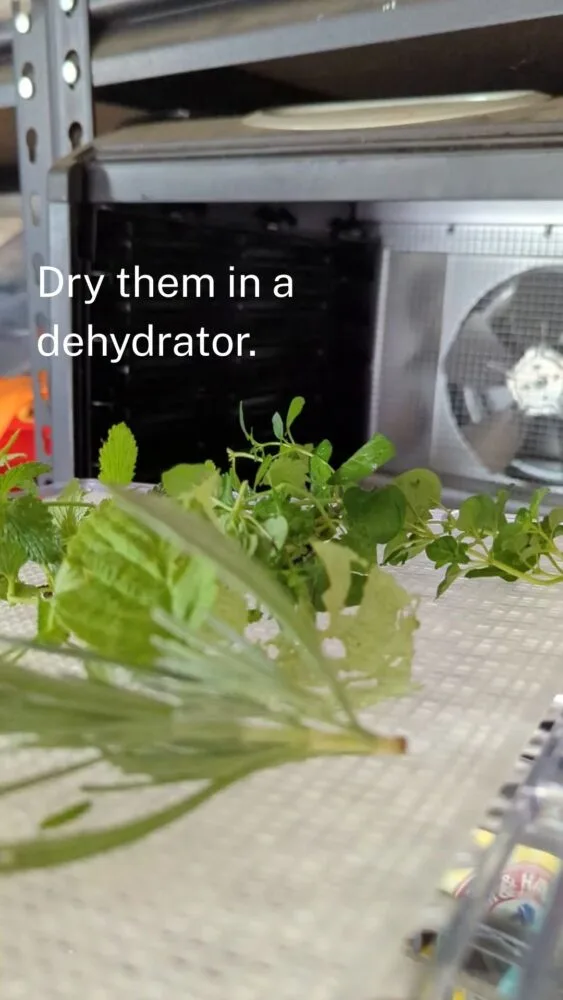 Fresh herbs spread on a dehydrator tray drying at low temperature for use with chickens.
