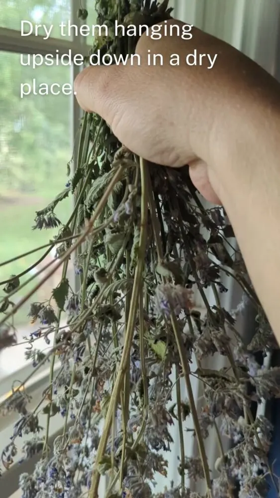 Fresh herbs hanging upside down to dry in a well-ventilated indoor space.