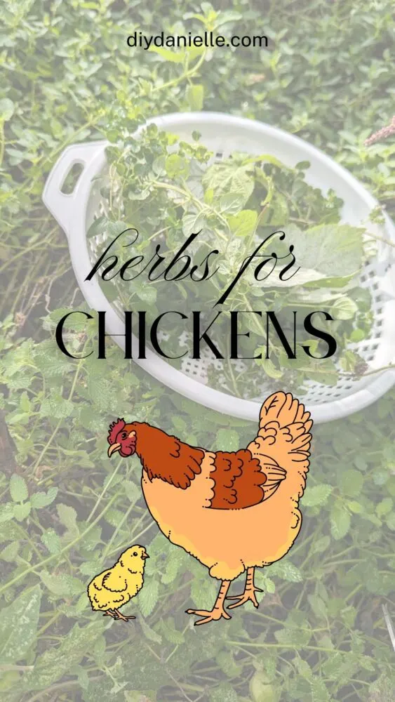 Illustrated graphic of various herbs recommended for chickens with labels and benefits.