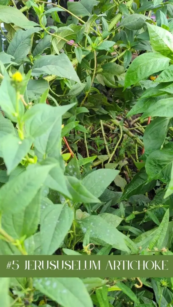 Jerusalem artichoke plant with large green leaves growing in a chicken-friendly backyard garden.