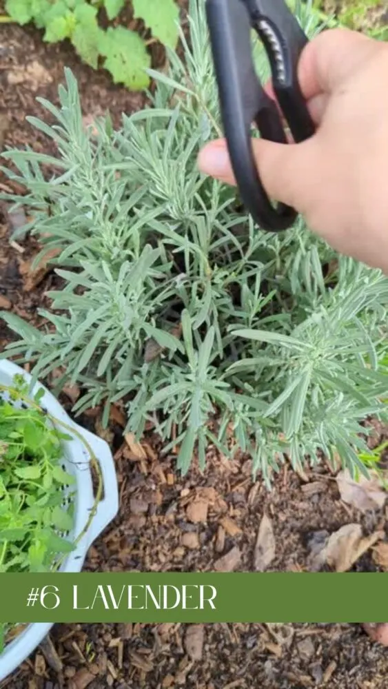 Blooming lavender plant growing in a backyard garden, perfect for chicken-friendly foraging.