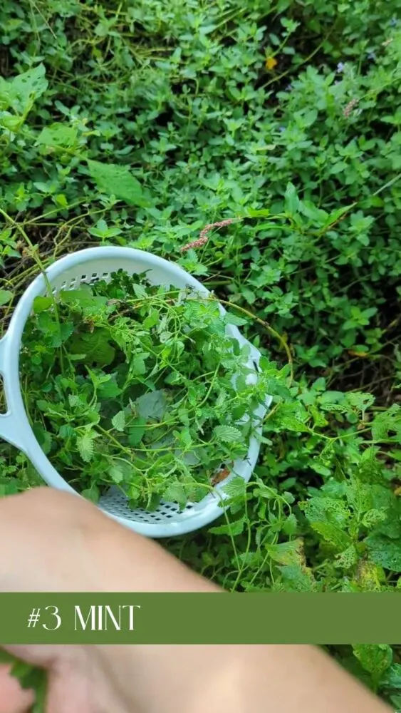 Mint plant growing in a garden bed, ideal for drying and using in chicken coop bedding.