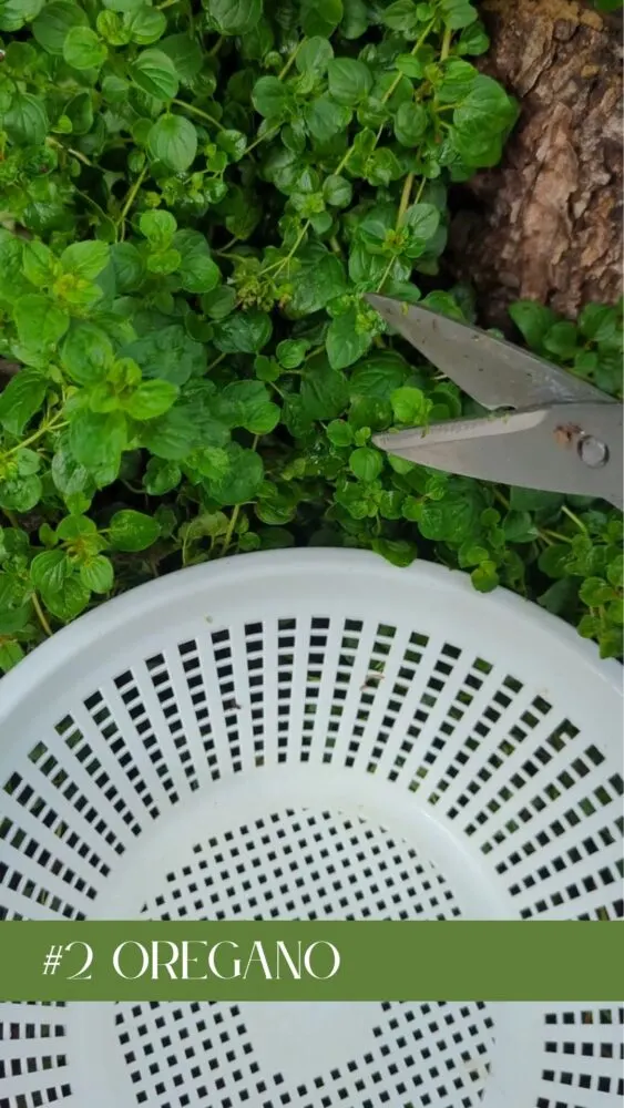Lush oregano plant in a garden, perfect for drying and feeding to backyard chickens.