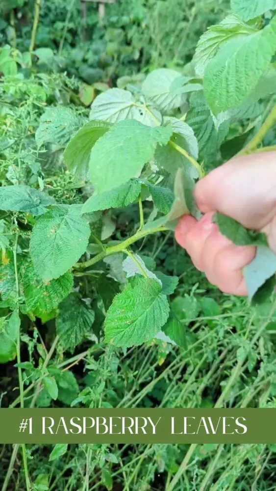 Fresh raspberry leaves growing on a bush, ideal for feeding backyard chickens as natural forage.