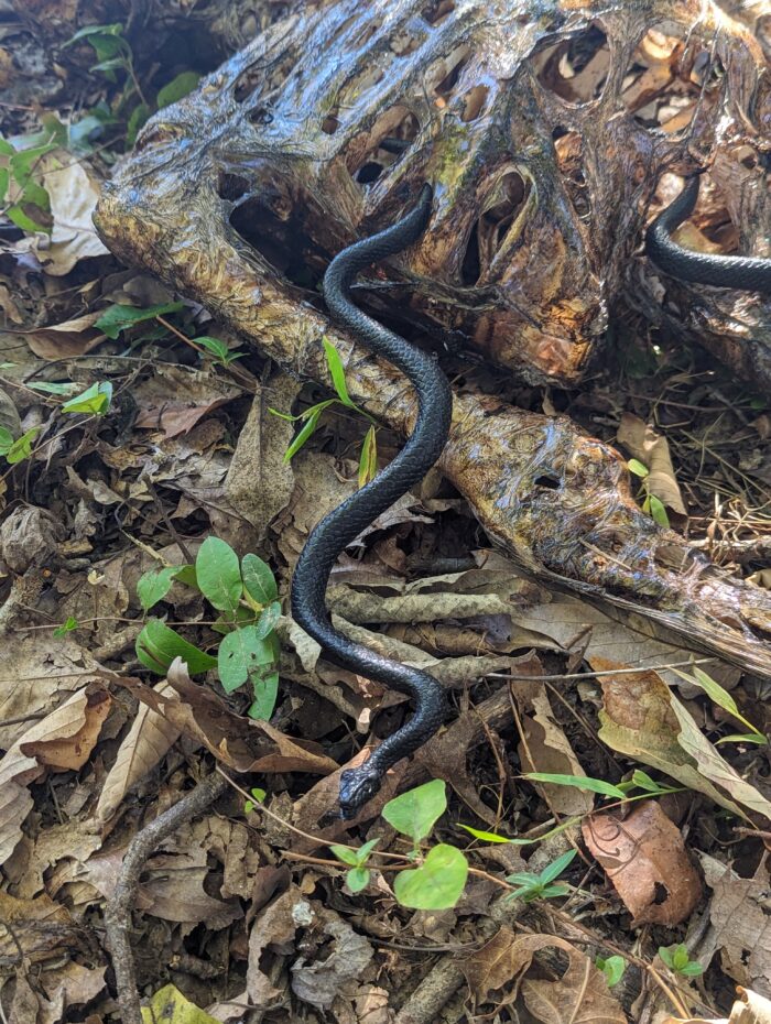 Interactive Halloween graveyard setup featuring a person jumping out to scare kids with a shovel.