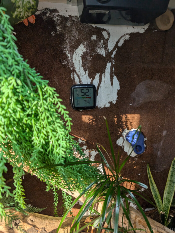 DIY Bioactive Reptile Enclosure for a Ball Python - DIY Danielle®