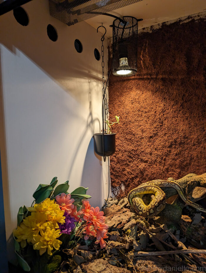 Completed ball python enclosure featuring a water bowl and sky hide for the snake&rsquo;s comfort.