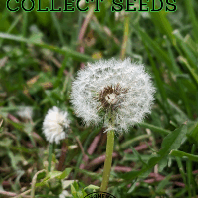 Learn how to easily collect seeds from your garden plants to save, share, and grow your favorite varieties year after year.