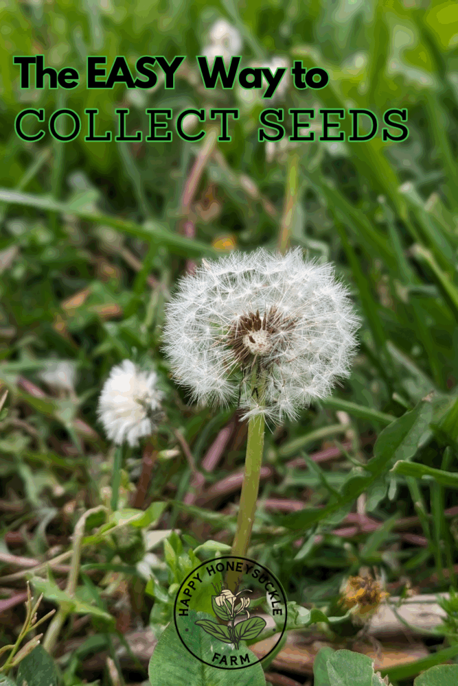 The easy way to collect seeds! Photo of a small keyboard vacuum being used to collect dandelion seeds.