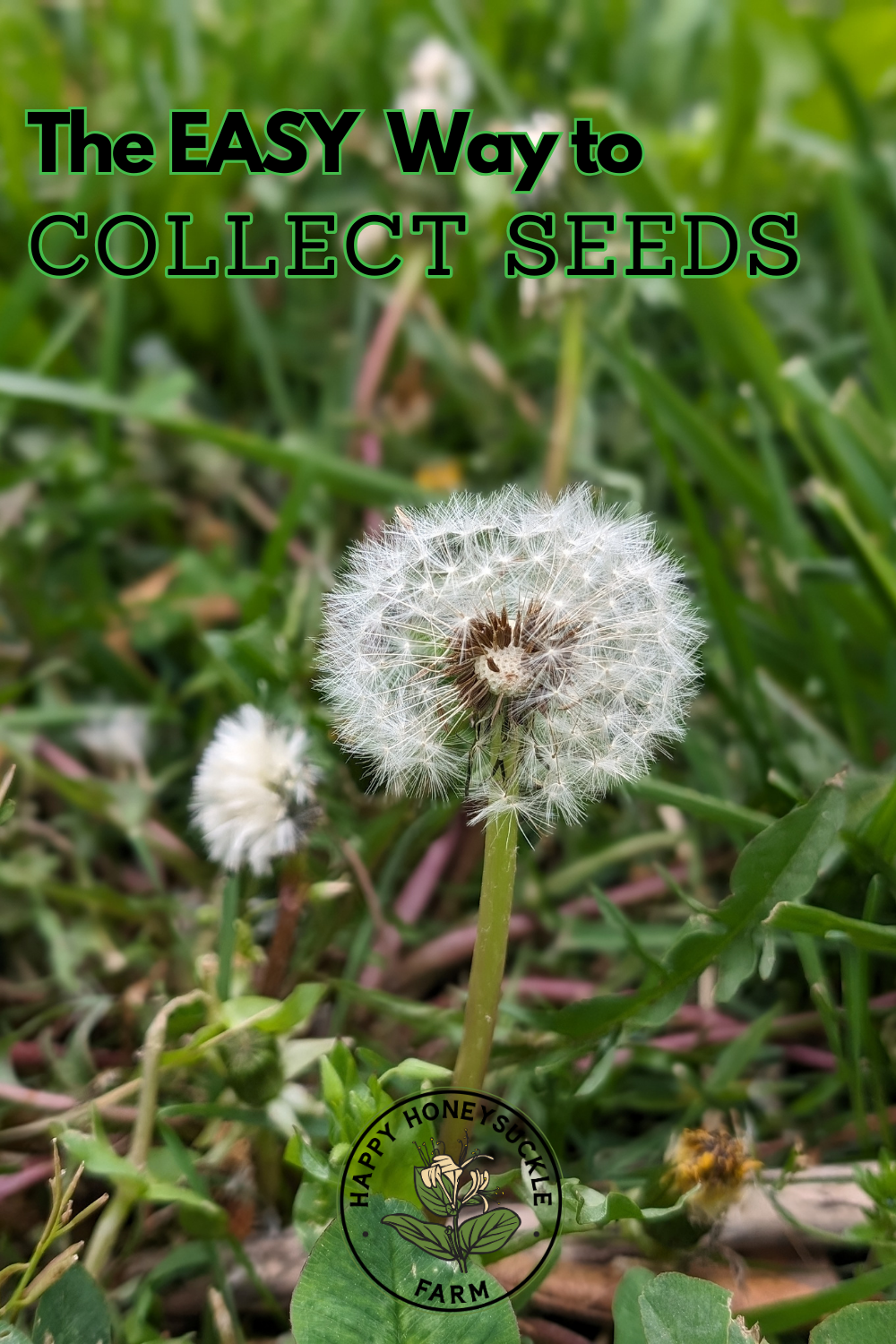 Learn how to easily collect seeds from your garden plants to save, share, and grow your favorite varieties year after year.