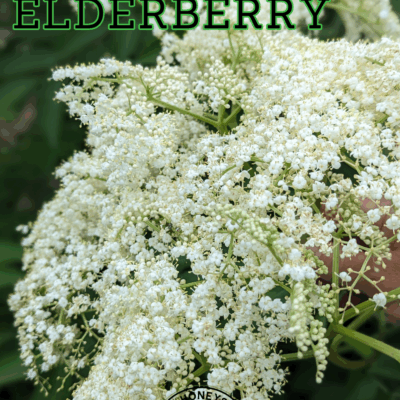 Discover the top benefits of growing elderberry in your garden. Learn how this versatile plant supports wellness, attracts pollinators, and enhances your landscape.