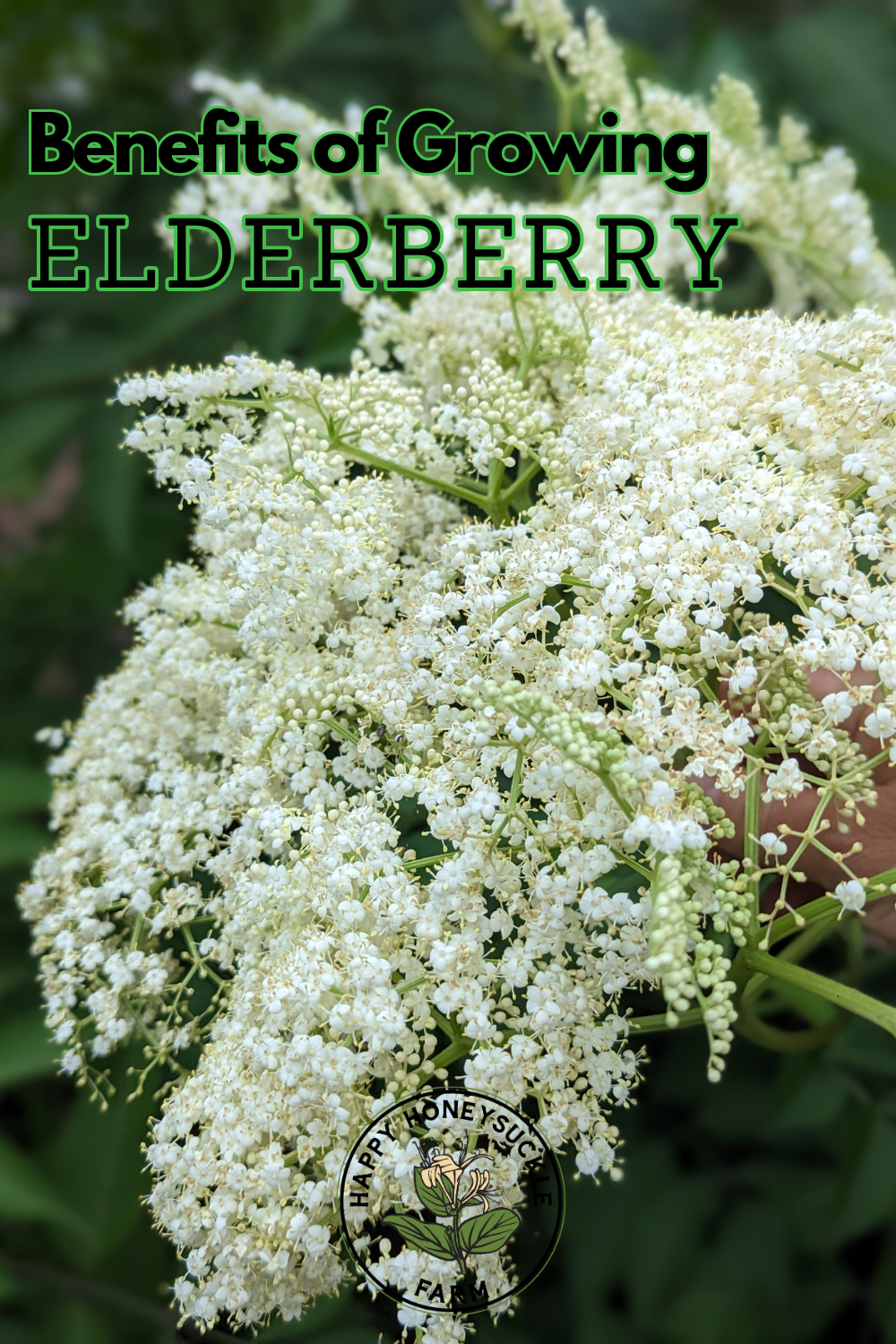 Discover the top benefits of growing elderberry in your garden. Learn how this versatile plant supports wellness, attracts pollinators, and enhances your landscape.