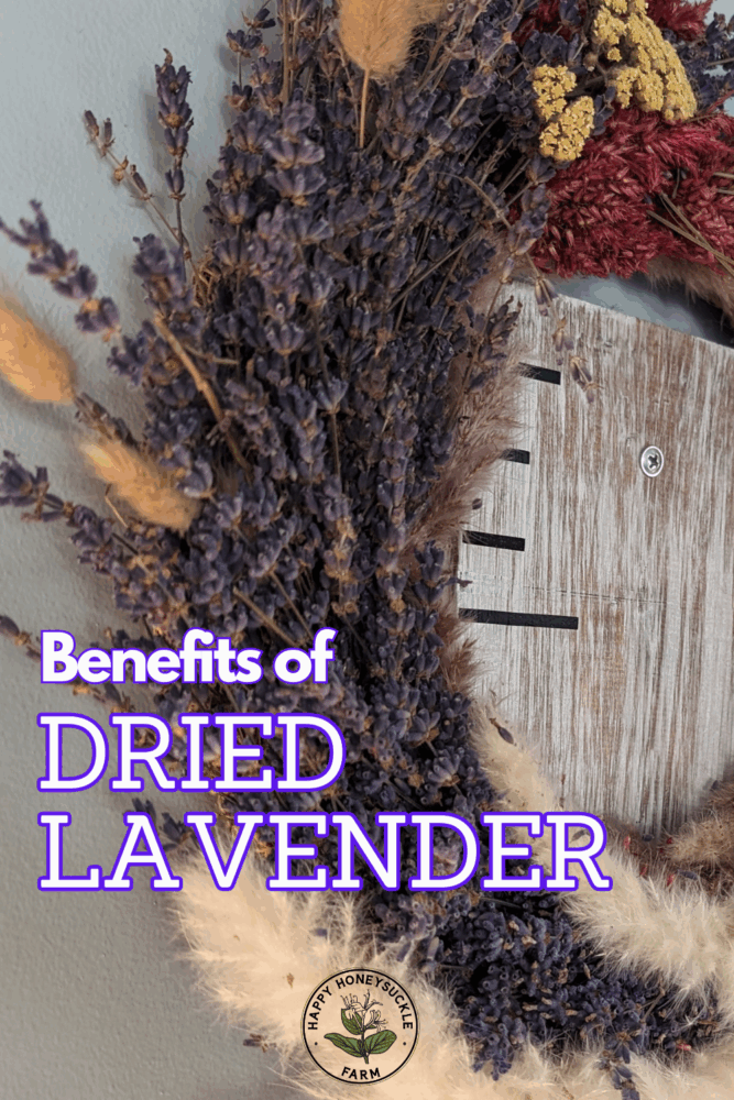 Benefits of Dried Lavender: One of the benefits of drying lavender is that you can use it in home decor, making items like wreaths from it.