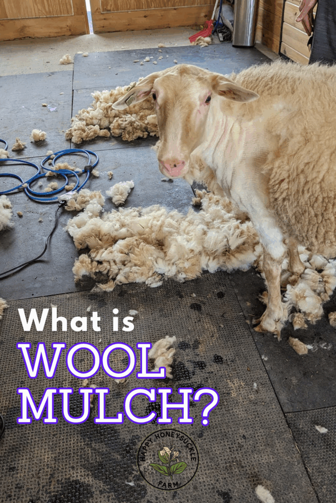 Wool as mulch? What is it and Why this option is a GREAT alternative to wood chips in your garden. 

Photo of a milk sheep who is partially shorn and looking at the camera. The text says "What is wool mulch"